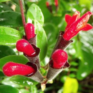 Chậu cây giống hoa lan son môi đỏ kèm chậu treo như hình - Lipstick Plant - Aeschynanthus lobbiana