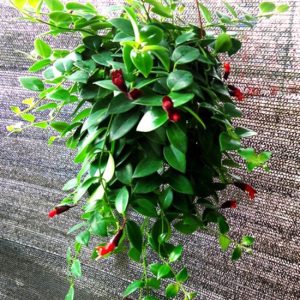 Chậu cây giống hoa lan son môi đỏ kèm chậu treo như hình - Lipstick Plant - Aeschynanthus lobbiana