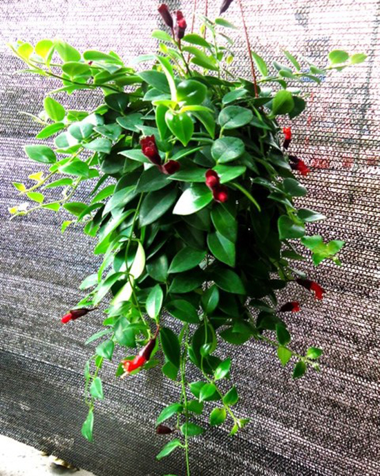 Chậu cây giống hoa lan son môi đỏ kèm chậu treo như hình - Lipstick Plant - Aeschynanthus lobbiana