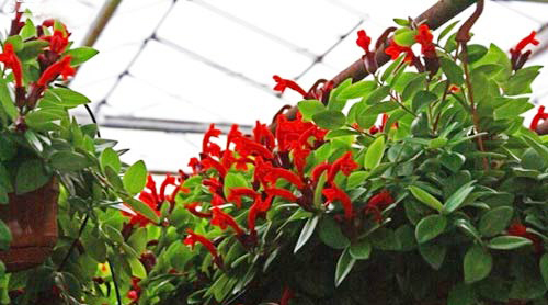 Chậu cây giống hoa lan son môi đỏ kèm chậu treo như hình - Lipstick Plant - Aeschynanthus lobbiana