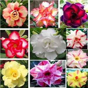 Gói 10 hạt sứ Thái kép mix đủ 10 màu tặng 10 viên nén ươm hạt