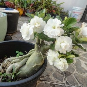 Sứ Thái Kép 8 tháng