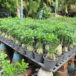 Gói 10 hạt sứ Thái kép mix đủ 10 màu tặng 10 viên nén ươm hạt