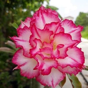 Sứ Thái Kép 8 tháng