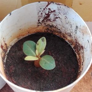 Gói 10 hạt sứ Thái kép mix đủ 10 màu tặng 10 viên nén ươm hạt