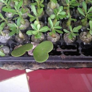 Gói 10 hạt sứ Thái kép mix đủ 10 màu tặng 10 viên nén ươm hạt