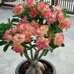 Sứ Thái Kép 8 tháng