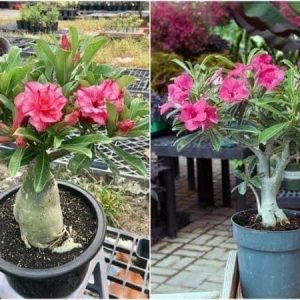 Sứ Thái Kép 8 tháng