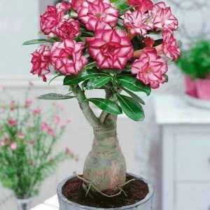 Sứ Thái Kép 8 tháng