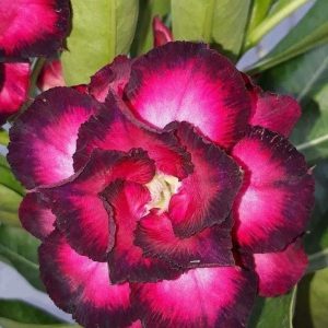 Sứ Thái Kép 8 tháng