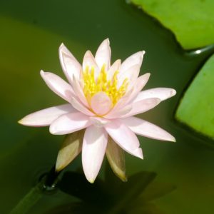 Củ giống Súng Thái mini giao màu ngẫu nhiên, ko lựa màu