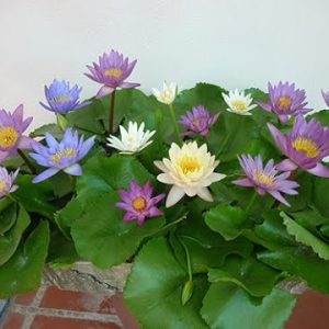 Gói 5 hạt giống hoa súng mini nhiều màu