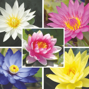 Gói 5 hạt giống hoa súng mini nhiều màu