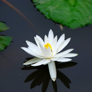 Tuýp 20 hạt giống hoa súng Thái F1 mix 8 màu đã kích rễ sẵn