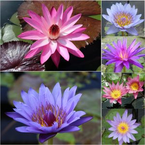 Gói 5 hạt giống hoa súng mini nhiều màu