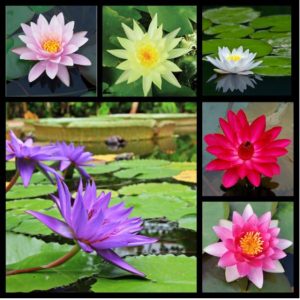 Củ giống Súng Thái mini giao màu ngẫu nhiên, ko lựa màu