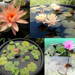 Củ giống Súng Thái mini giao màu ngẫu nhiên, ko lựa màu