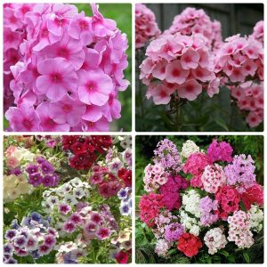 Gói 100 Hạt Giống Hoa Thanh Trúc Nhiều Màu- Nanuseeds