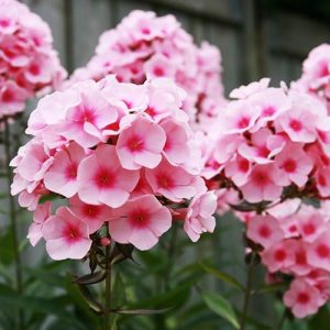 Gói 100 Hạt Giống Hoa Thanh Trúc Nhiều Màu- Nanuseeds