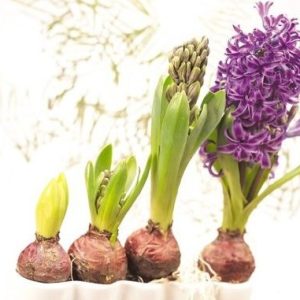 Củ tiên ông đã có mầm trồng đất - đủ 4 màu xanh, đỏ, hồng, tím