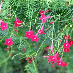 Gói 20 hạt giống hoa tóc tiên đỏ dây leo