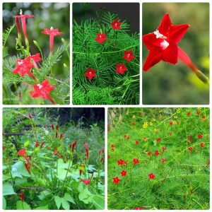 Gói 20 hạt giống hoa tóc tiên đỏ dây leo