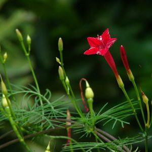 Gói 20 hạt giống hoa tóc tiên đỏ dây leo