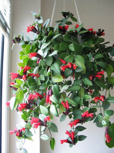Chậu cây giống hoa lan son môi đỏ kèm chậu treo như hình - Lipstick Plant - Aeschynanthus lobbiana