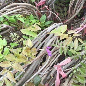 Tử Đằng thân leo dài 4m