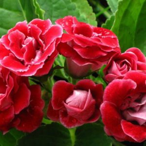 Chậu cây hoa Tử La Lan - Hoa Chuông Tình Yêu - giao cây đang hoa hoặc đang nụ kèm chậu nhựa