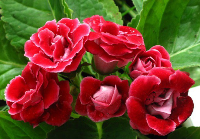 Chậu cây hoa Tử La Lan - Hoa Chuông Tình Yêu - giao cây đang hoa hoặc đang nụ kèm chậu nhựa