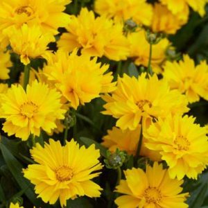 Gói 0.5GR hạt giống hoa Phòng Phòng Vàng