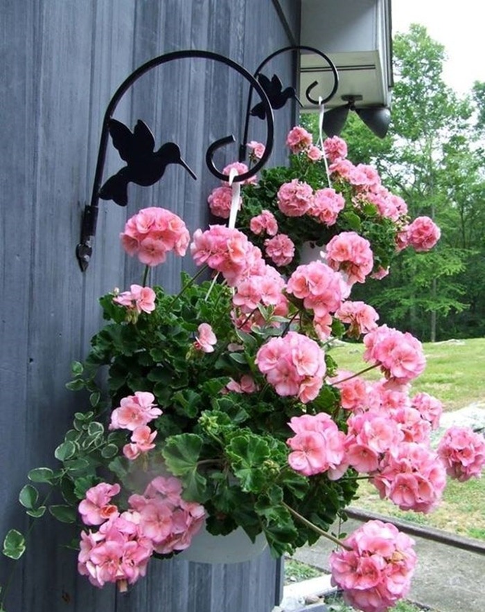 [Cây giống cấy mô] Combo 10 cây giống Hoa Phong Lữ Thảo Rũ màu hồng - hoa thơm quyến rũ và bền hoa tới 2 tuần