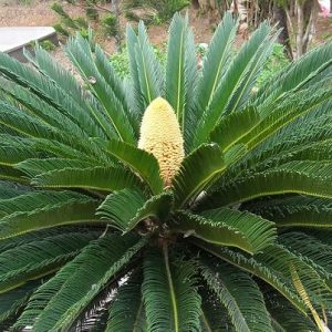 Cây giống thiên tuế (cao từ 25cm đến 30cm) - CayGiongTot