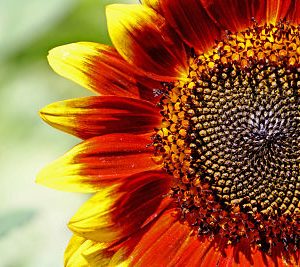 Gói 30 hạt hướng dương cánh đỏ viền vàng