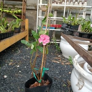 Cây hoa hồng anh leo cánh kép - Mandevilla sanderi