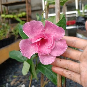 Cây hoa hồng anh leo cánh kép - Mandevilla sanderi