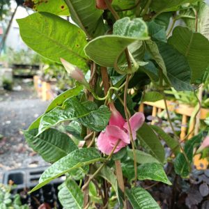 Cây hoa hồng anh leo cánh kép - Mandevilla sanderi