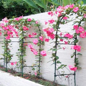Cây hoa hồng anh leo cánh kép - Mandevilla sanderi