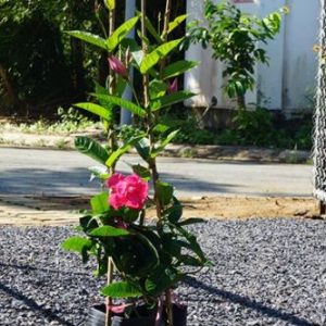 Cây hoa hồng anh leo cánh kép - Mandevilla sanderi