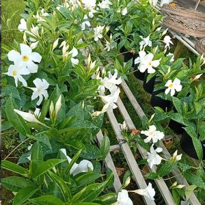 [Cây giống hoa] Tuyết Anh - CayGiongTot