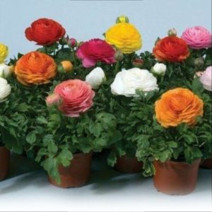 Gói 20 Hạt Giống Hoa Hồng Ri Ba Tư Nhiều Màu - NanuSeeds