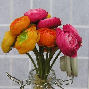 Gói 20 Hạt Giống Hoa Hồng Ri Ba Tư Nhiều Màu - NanuSeeds