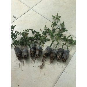 Combo 5 cây hoa hồng tezza siêu bông(giâm cành, rễ bầu cây khỏe)- mua 5 tặng 1