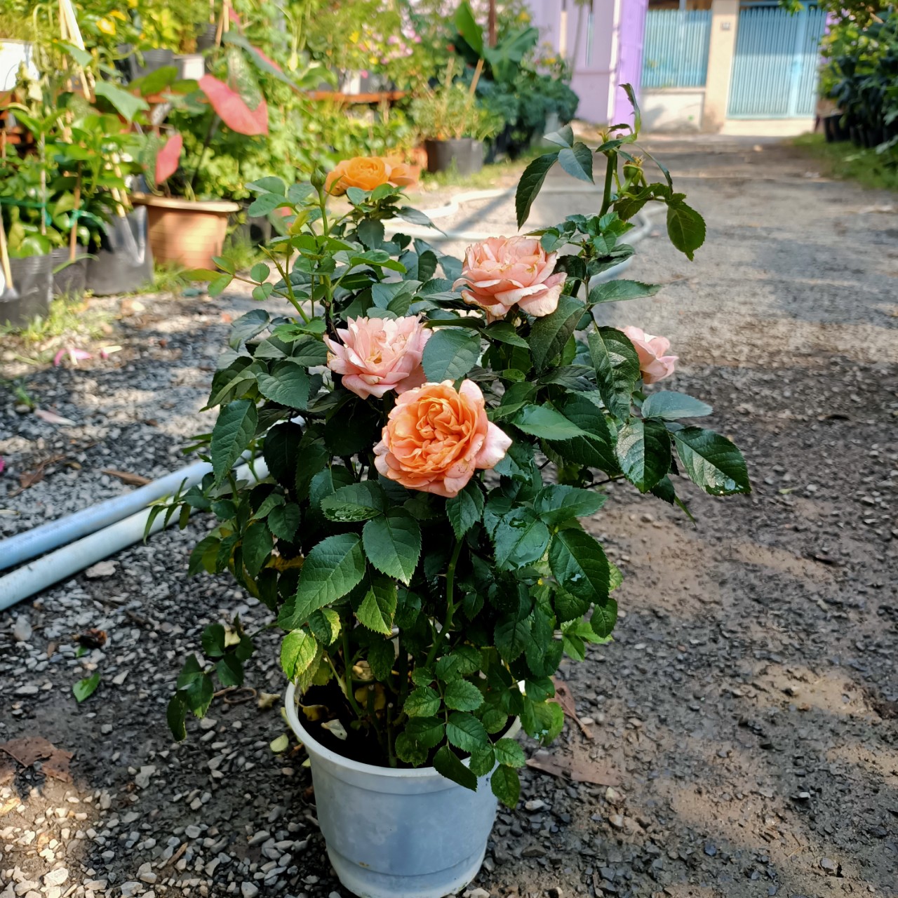 Gói 1kg phân bón hữu cơ khoáng Atrazin cải tạo đất cho cây trồng