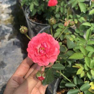 [Cây giống hoa] Hồng bụi Chùm Son