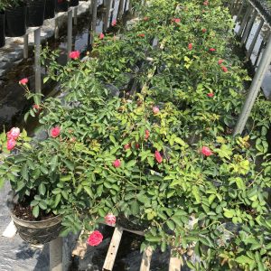 [Cây giống hoa] Hồng bụi Chùm Son