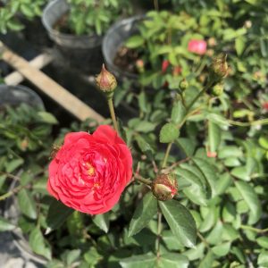 [Cây giống hoa] Hồng bụi Chùm Son