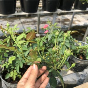 [Cây giống hoa] Hồng bụi Chùm Son