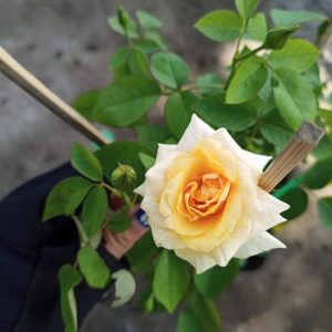 Cây giống hoa hồng bụi cổ tàu màu Vàng C8